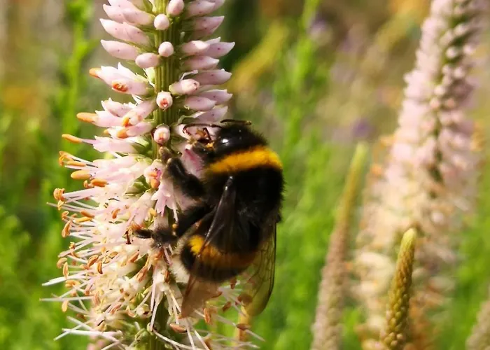 Ferien-appartement Appartement Strohn